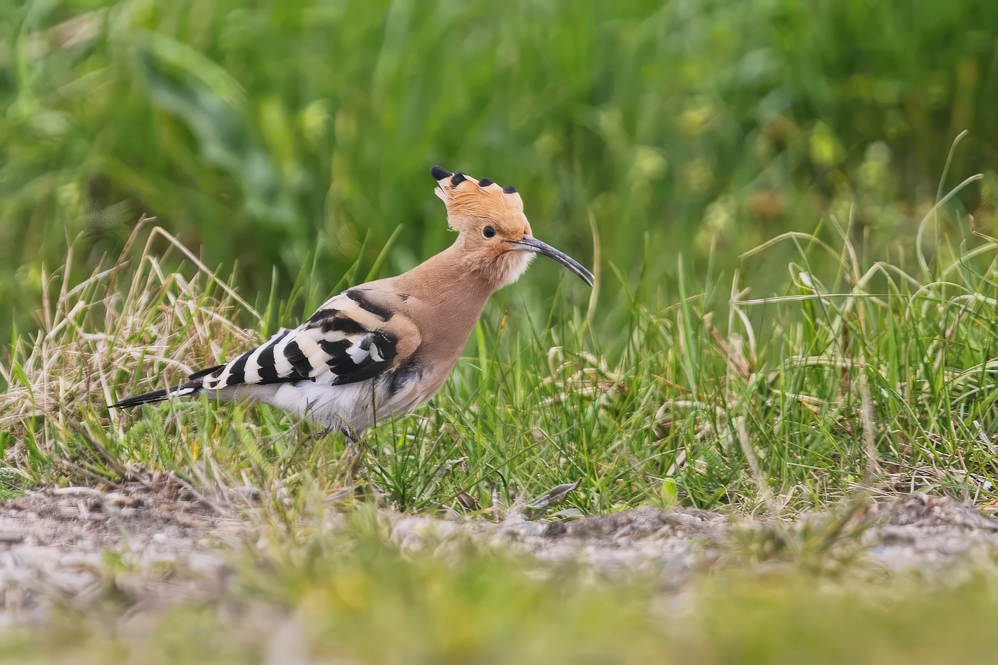 Dudek chocholatý  ( Upupa epops )