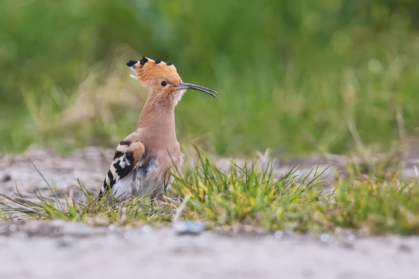 Dudek chocholatý  ( Upupa epops )