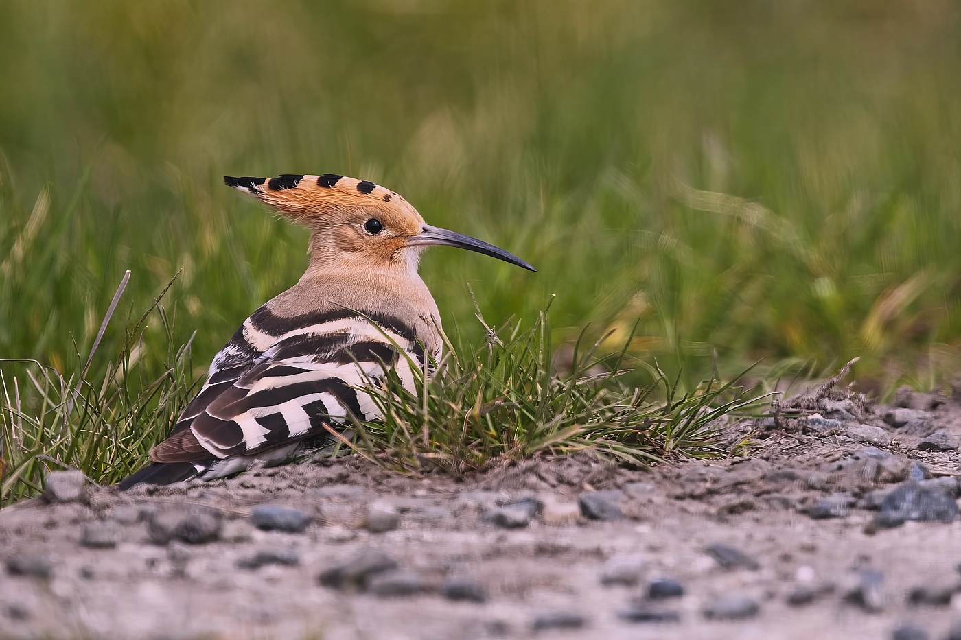 Dudek chocholatý  ( Upupa epops )
