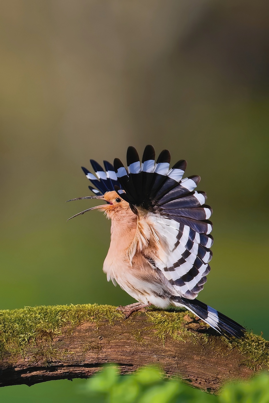 Dudek chocholatý  ( Upupa epops )