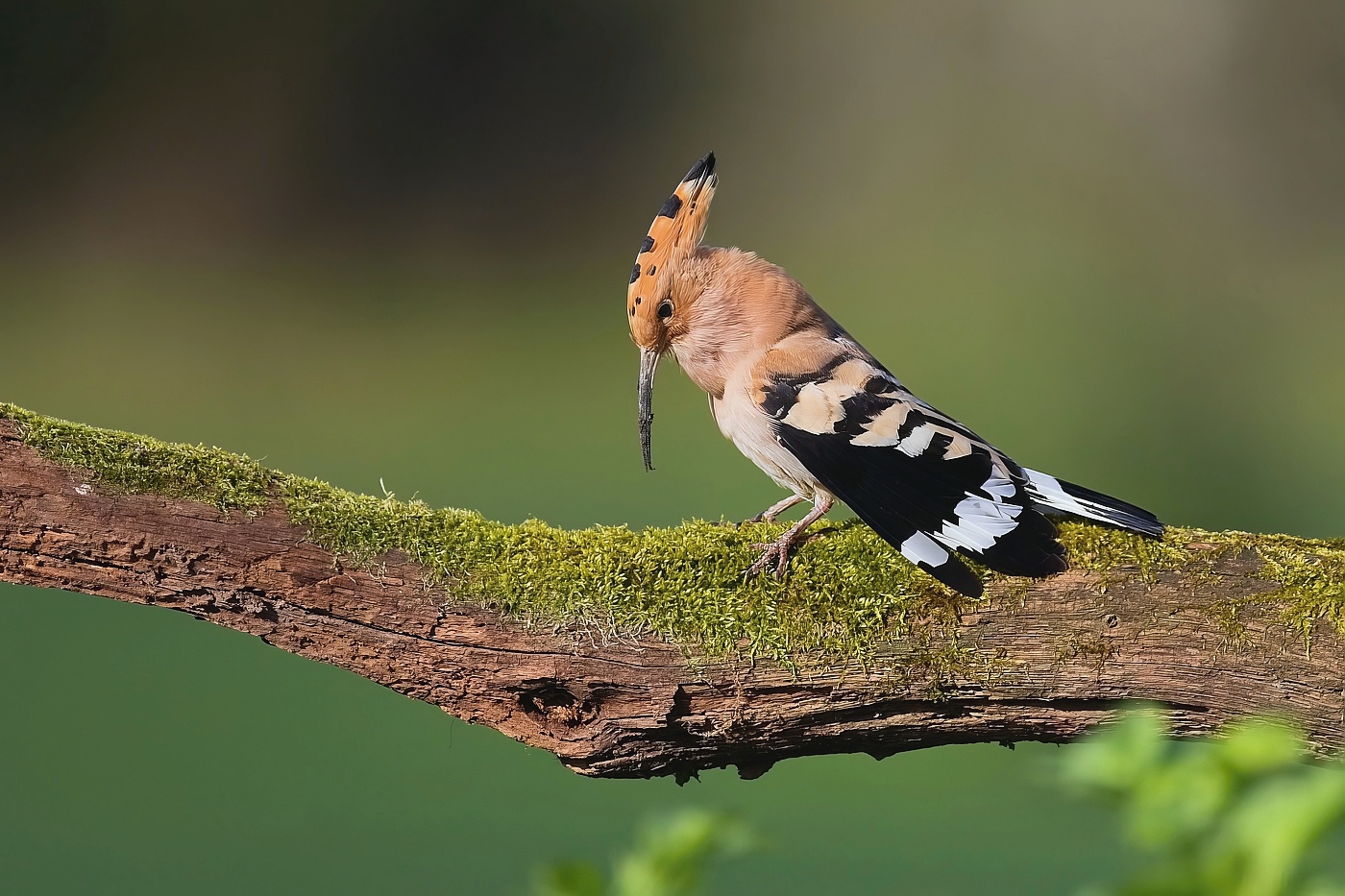 Dudek chocholatý  ( Upupa epops )