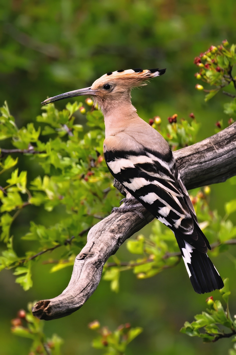 Dudek chocholatý  ( Upupa epops )