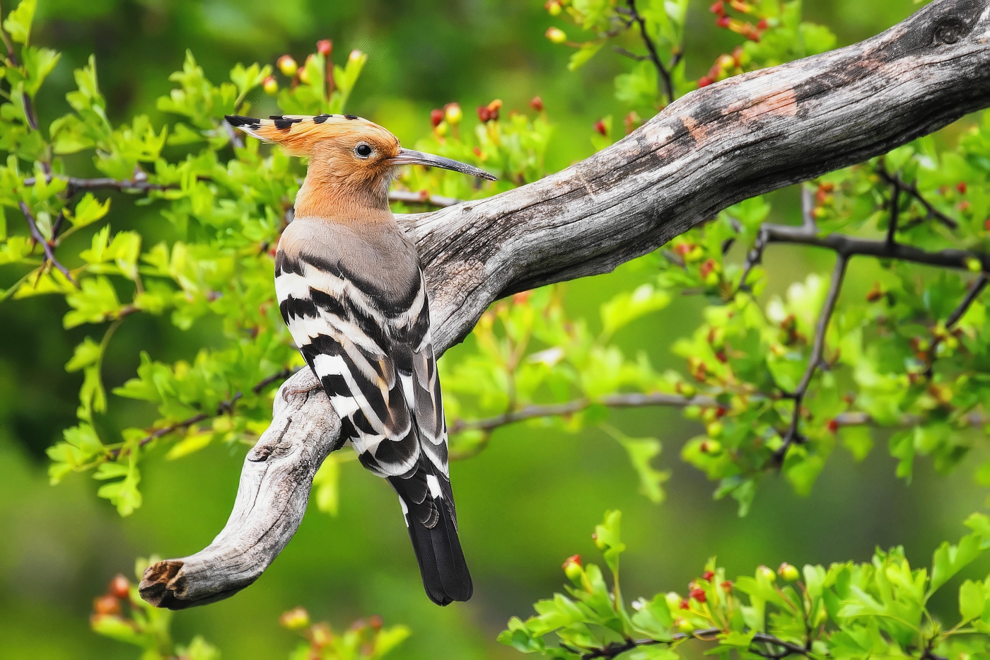 Dudek chocholatý  ( Upupa epops )
