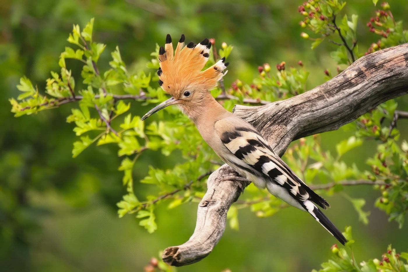 Dudek chocholatý  ( Upupa epops )