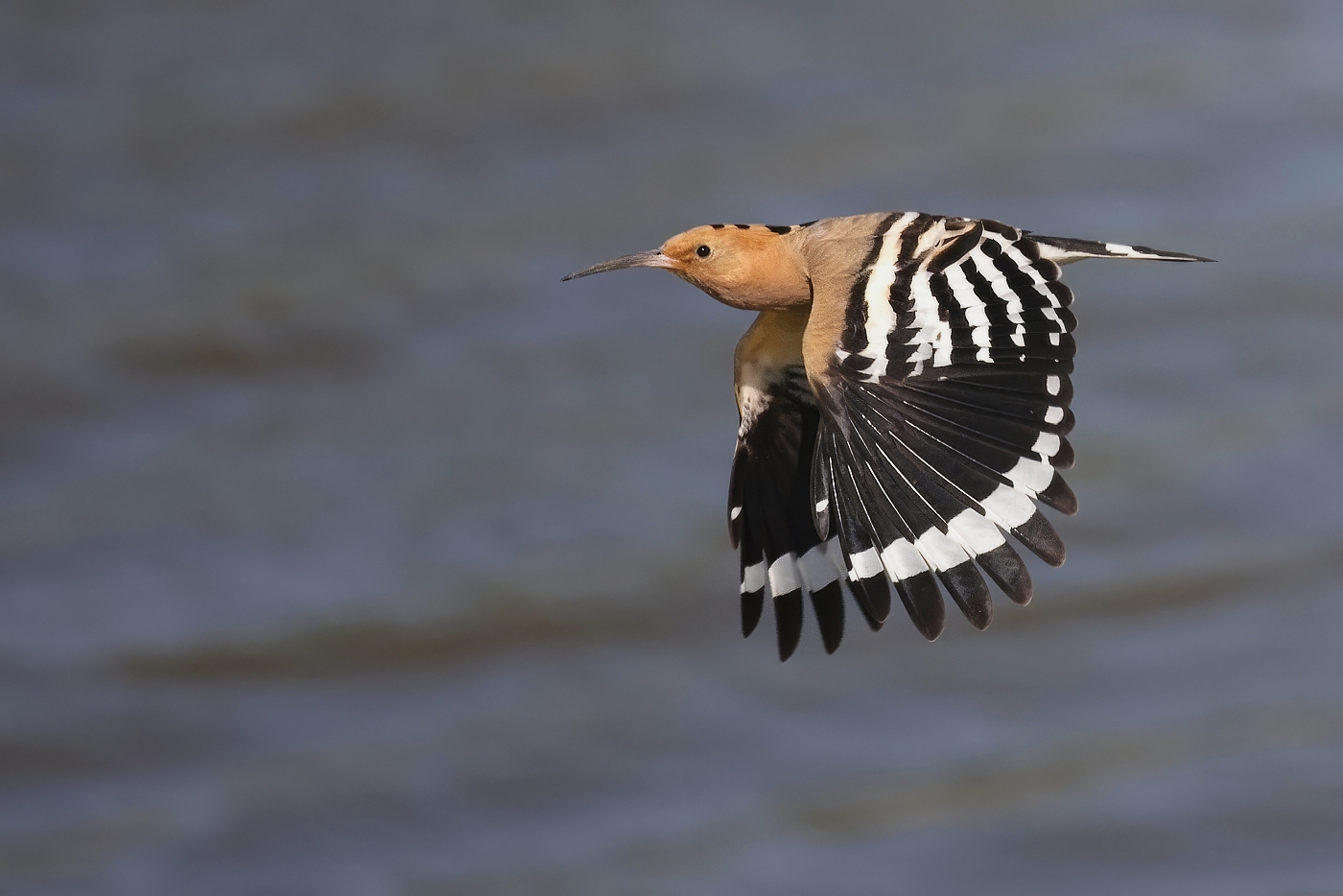 Dudek chocholatý  ( Upupa epops )