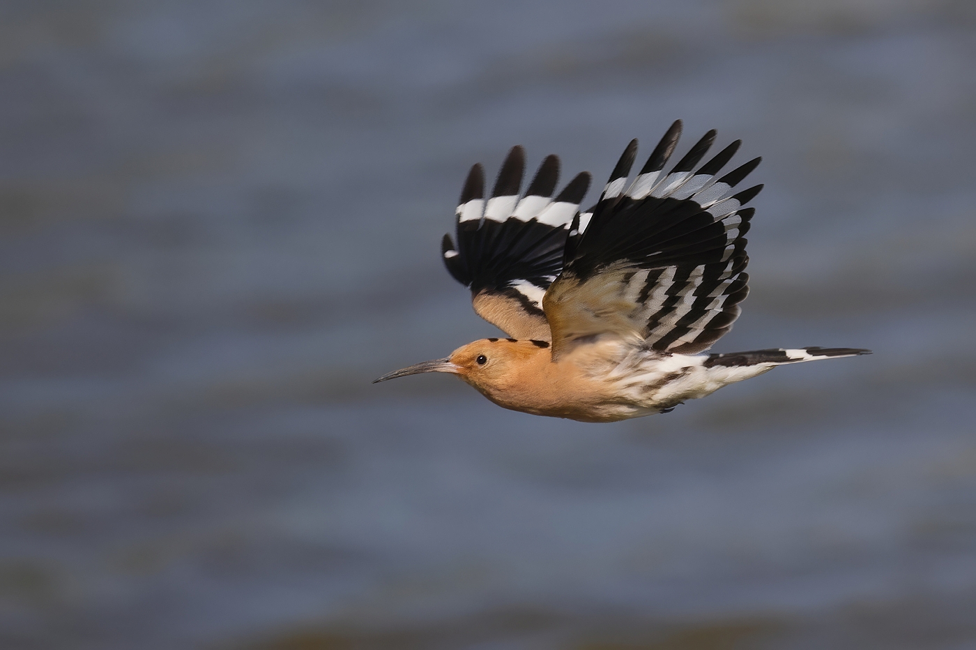 Dudek chocholatý  ( Upupa epops )