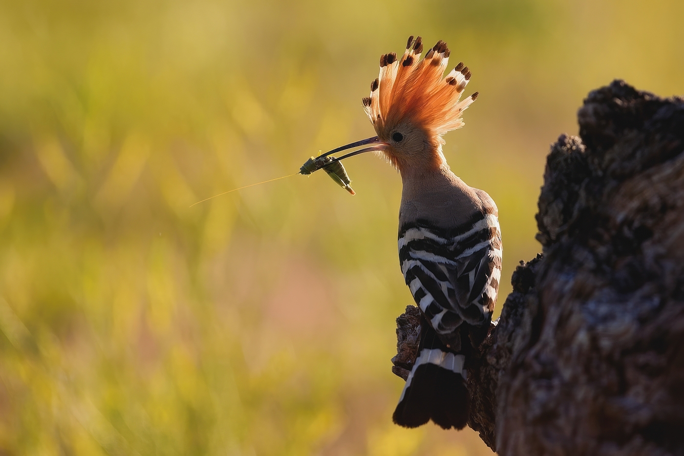 Dudek chocholatý  ( Upupa epops )