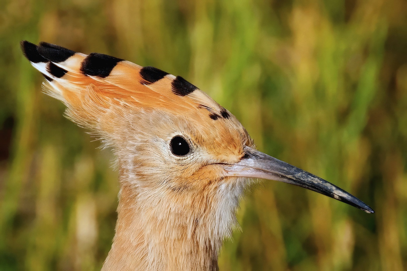 Dudek chocholatý  ( Upupa epops )