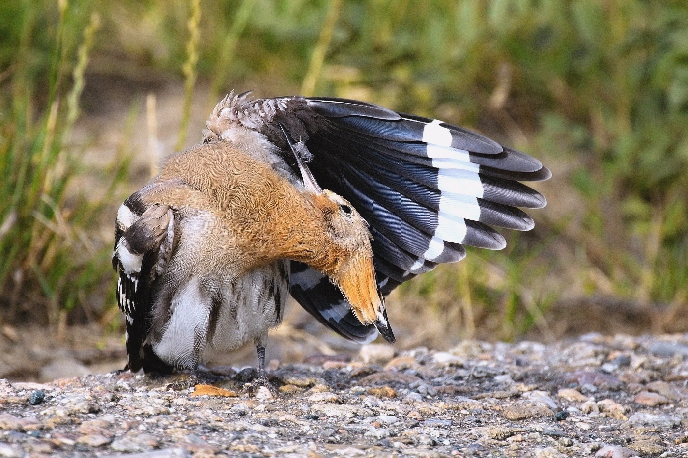 Dudek chocholatý  ( Upupa epops )