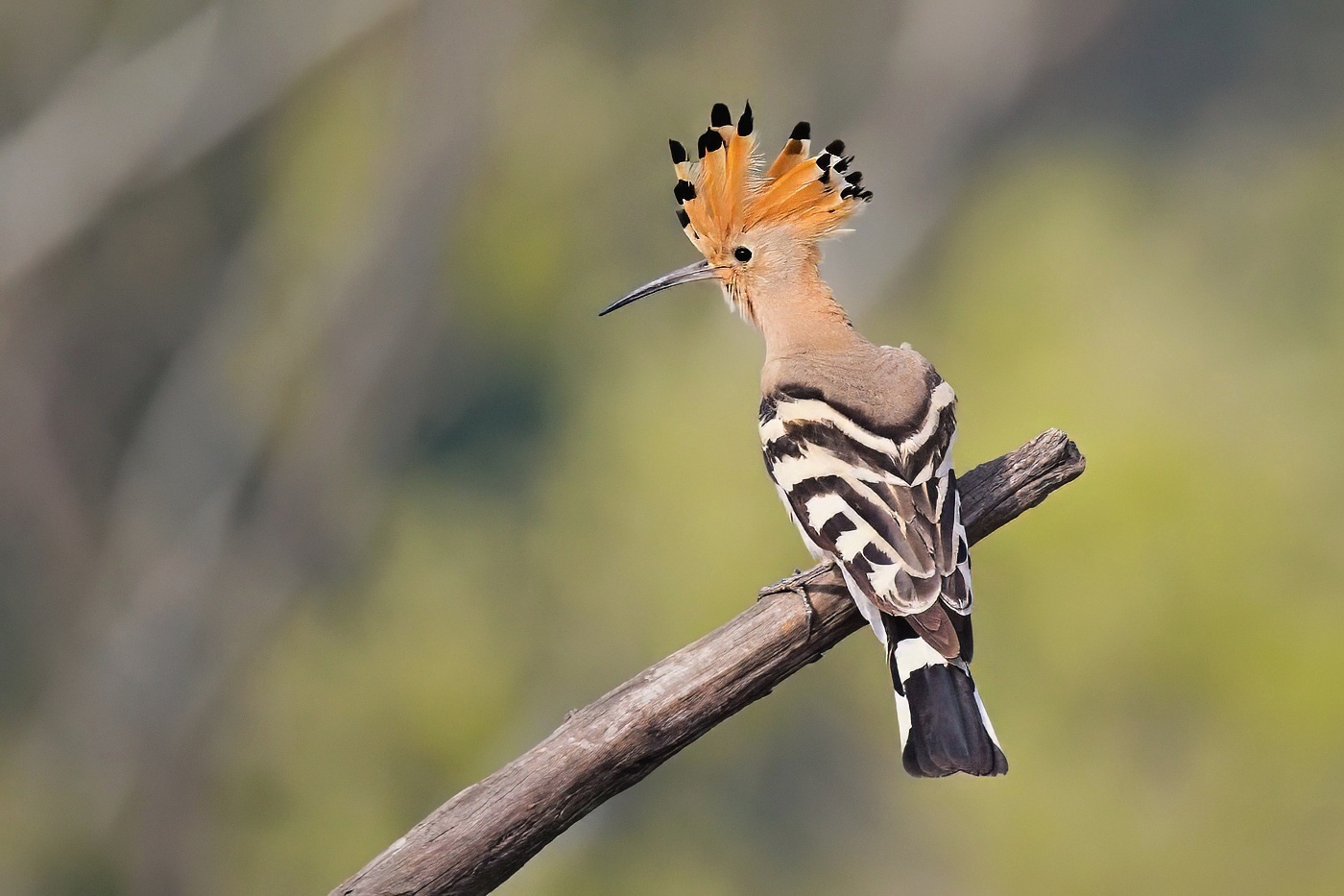 Dudek chocholatý  ( Upupa epops )