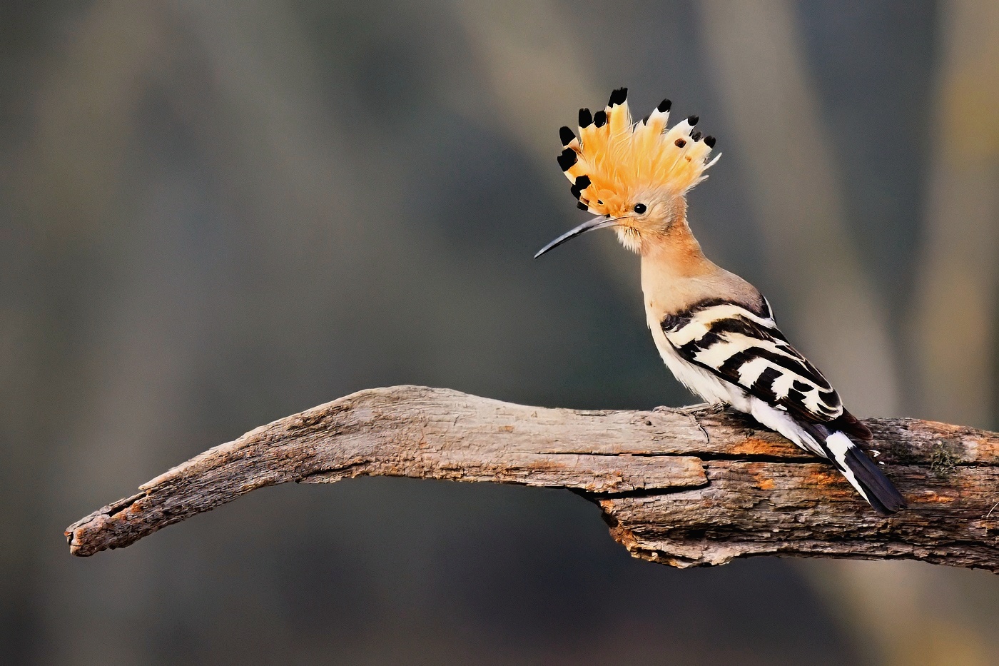 Dudek chocholatý  ( Upupa epops )