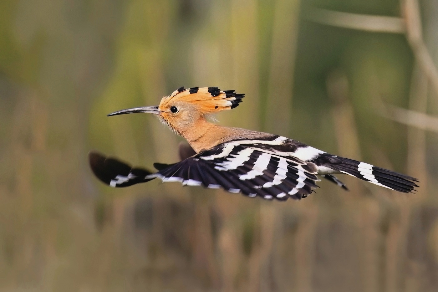 Dudek chocholatý  ( Upupa epops )