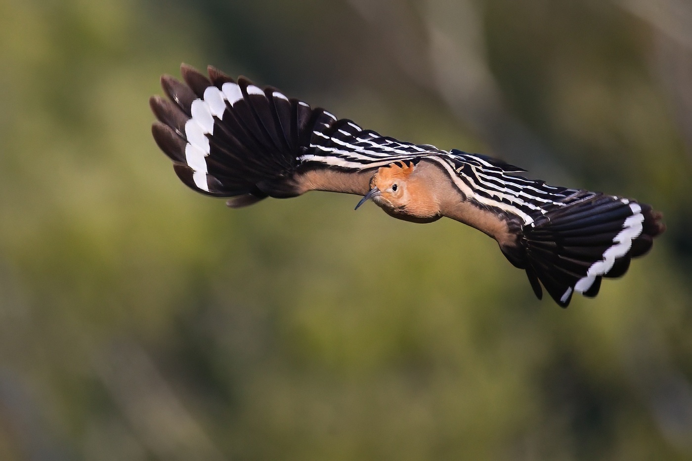 Dudek chocholatý  ( Upupa epops )