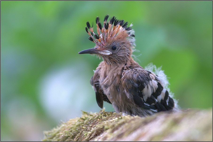 Dudek chocholatý ( Upupa epops )
