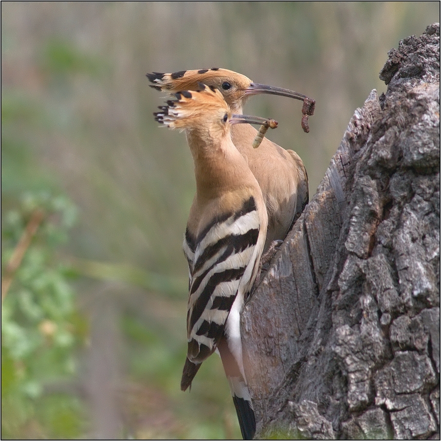 Dudek chocholatý ( Upupa epops )