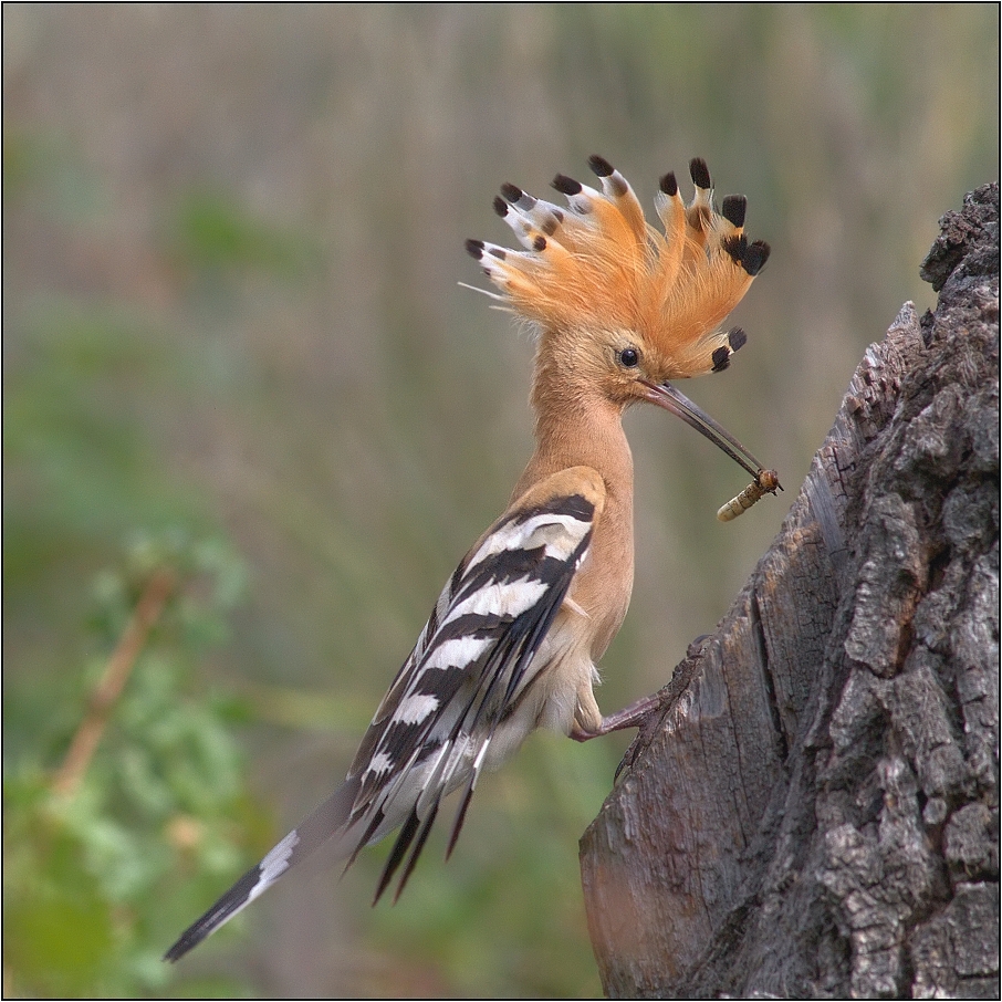 Dudek chocholatý ( Upupa epops )