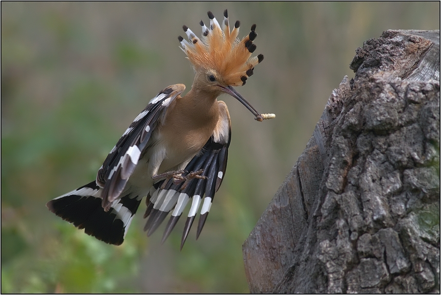 Dudek chocholatý ( Upupa epops )