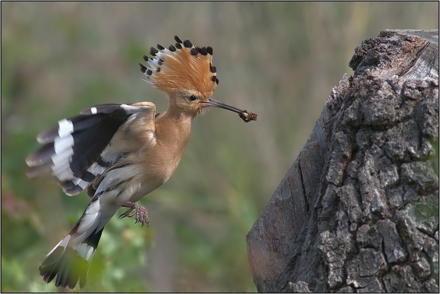 Dudek chocholatý ( Upupa epops )