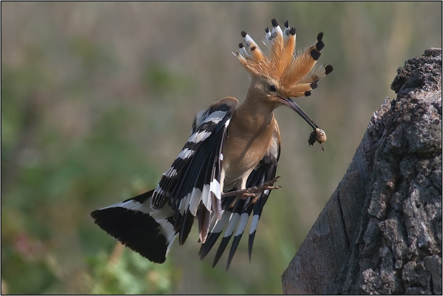Dudek chocholatý ( Upupa epops )