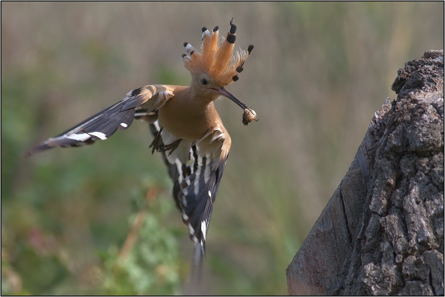 Dudek chocholatý ( Upupa epops )