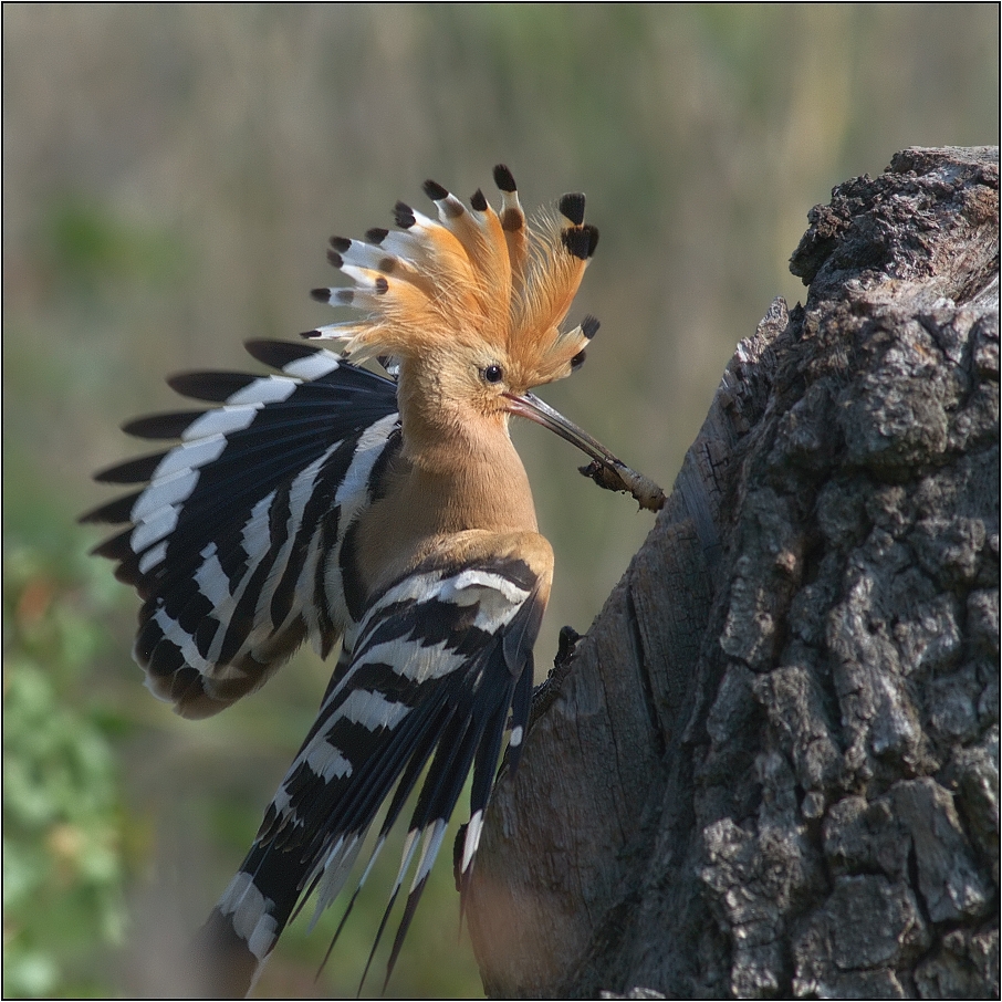 Dudek chocholatý ( Upupa epops )