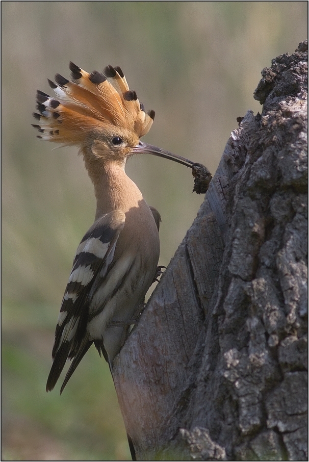 Dudek chocholatý ( Upupa epops )