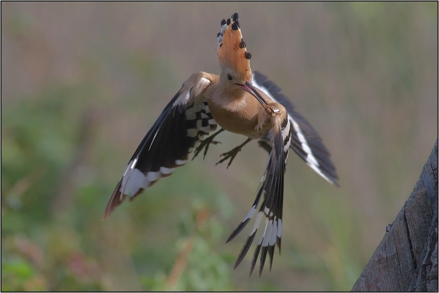 Dudek chocholatý ( Upupa epops )