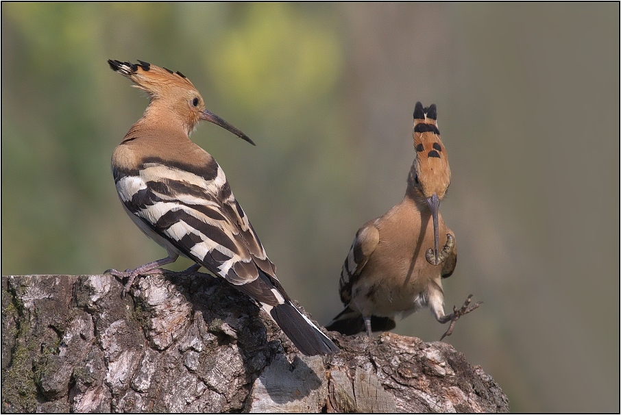 Dudek chocholatý ( Upupa epops )