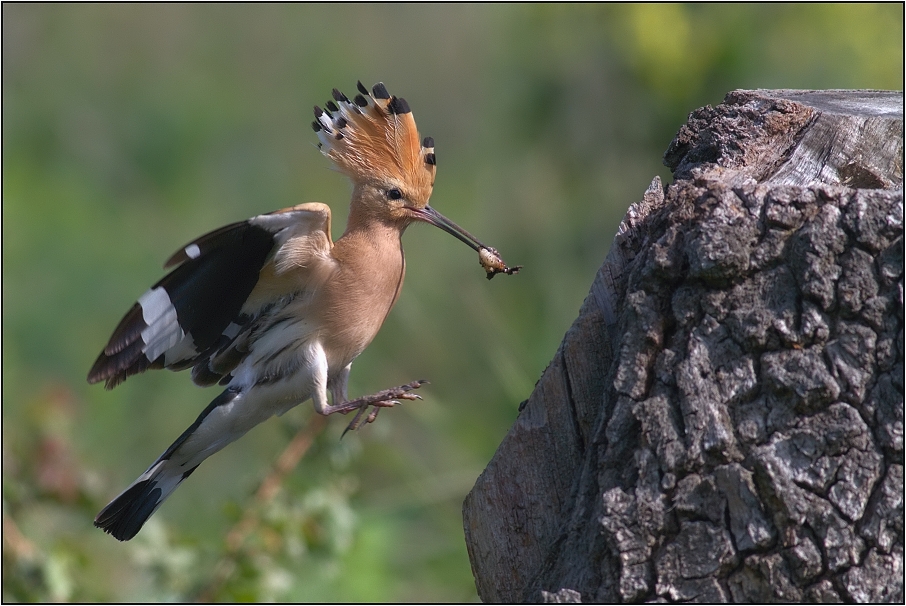 Dudek chocholatý ( Upupa epops )
