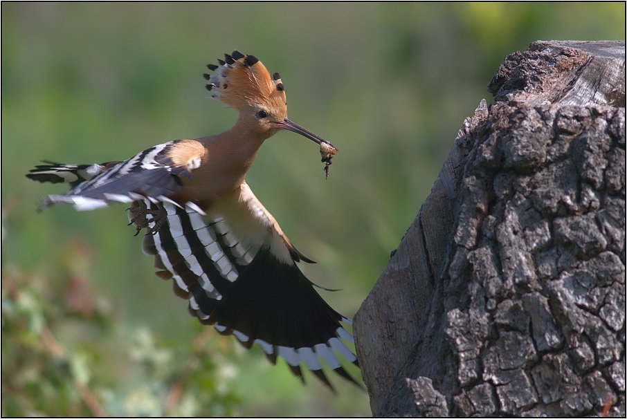 Dudek chocholatý ( Upupa epops )