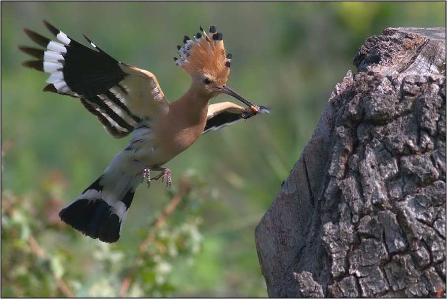 Dudek chocholatý ( Upupa epops )