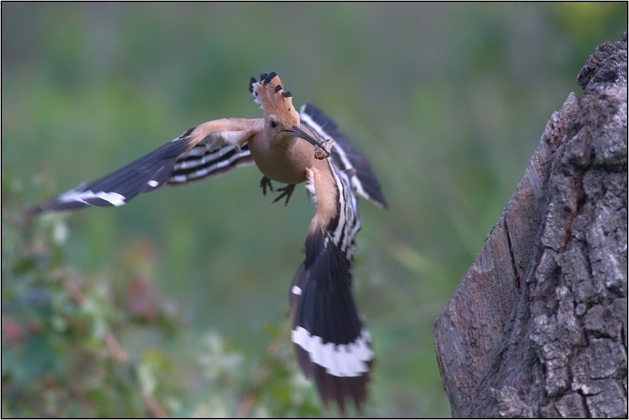 Dudek chocholatý ( Upupa epops )