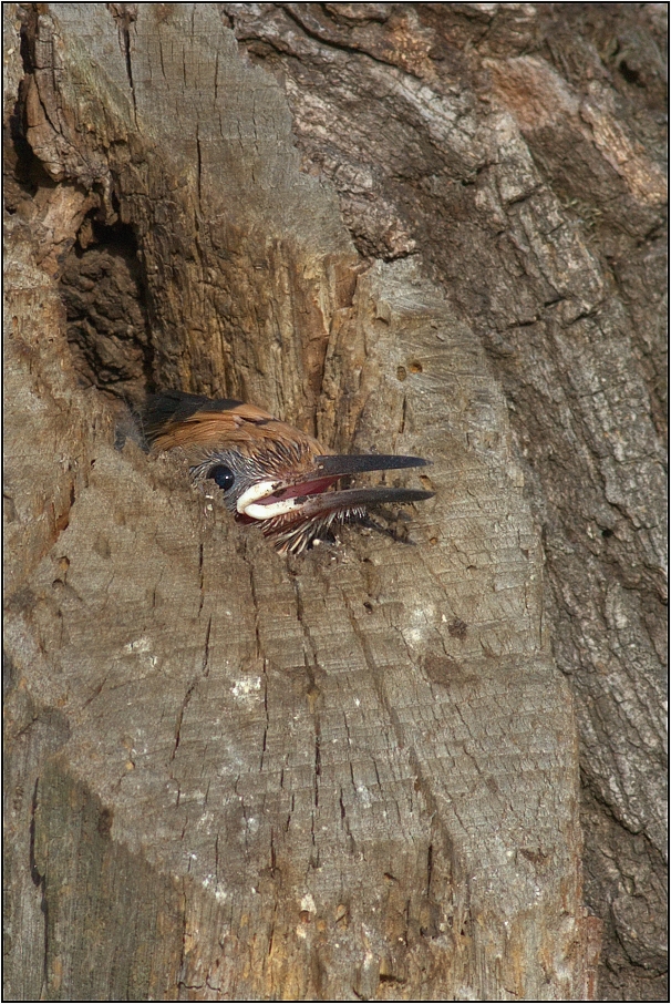 Dudek chocholatý ( Upupa epops )