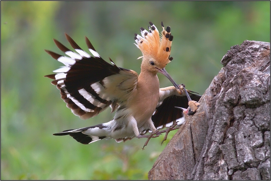 Dudek chocholatý ( Upupa epops )