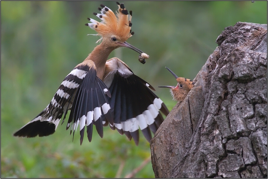 Dudek chocholatý ( Upupa epops )