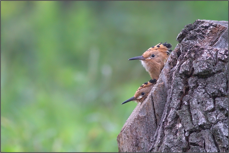 Dudek chocholatý ( Upupa epops )