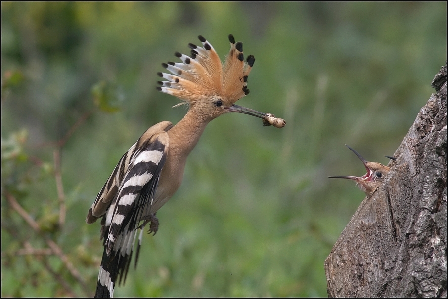 Dudek chocholatý ( Upupa epops )