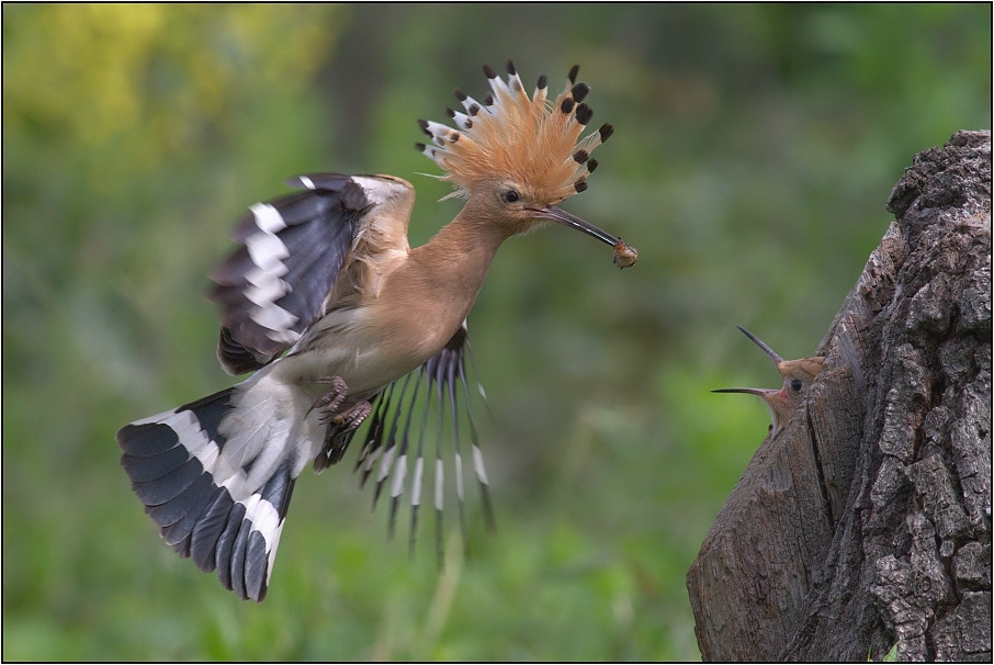 Dudek chocholatý ( Upupa epops )