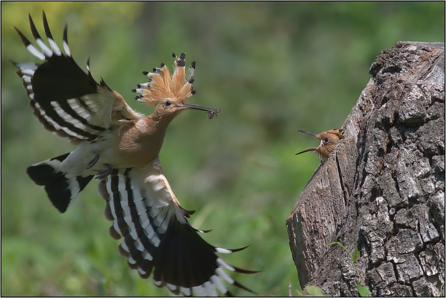 Dudek chocholatý ( Upupa epops )