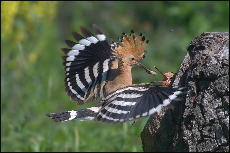 Dudek chocholatý ( Upupa epops )