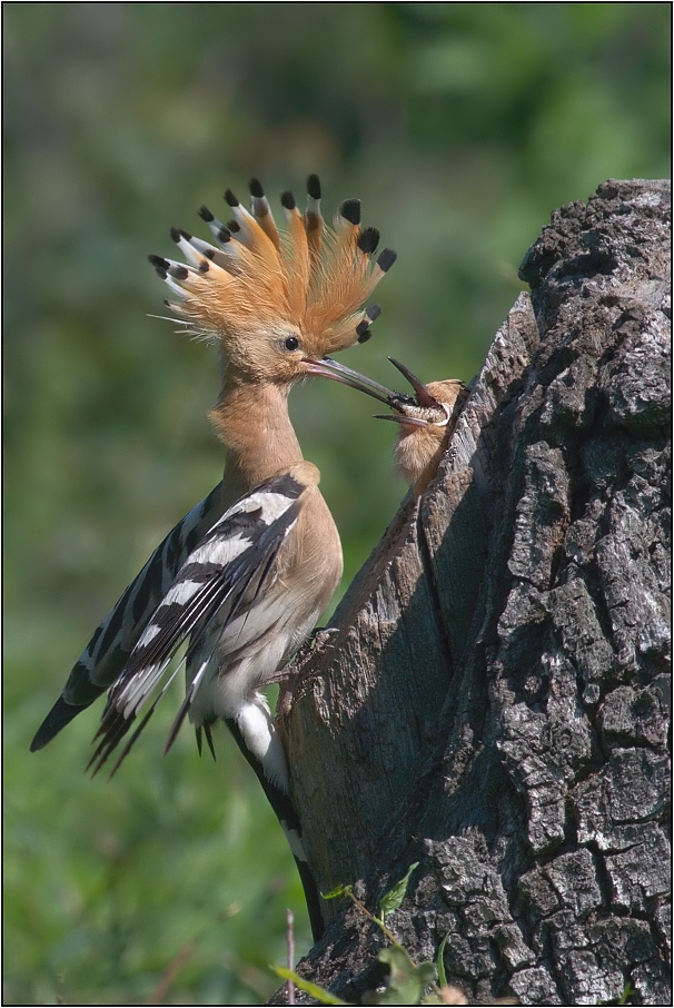 Dudek chocholatý ( Upupa epops )