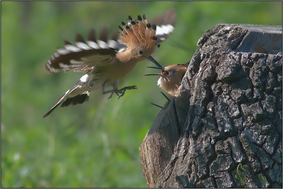 Dudek chocholatý ( Upupa epops )
