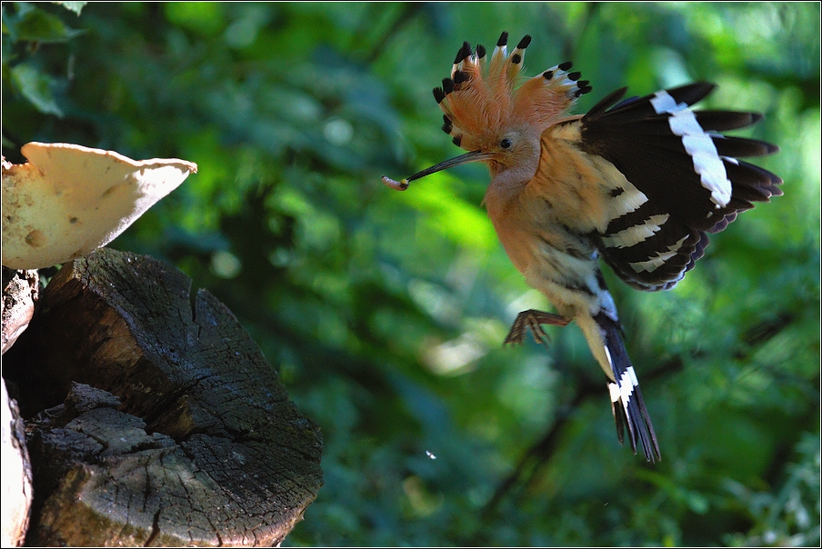 Dudek chocholatý  (Upupa epops )