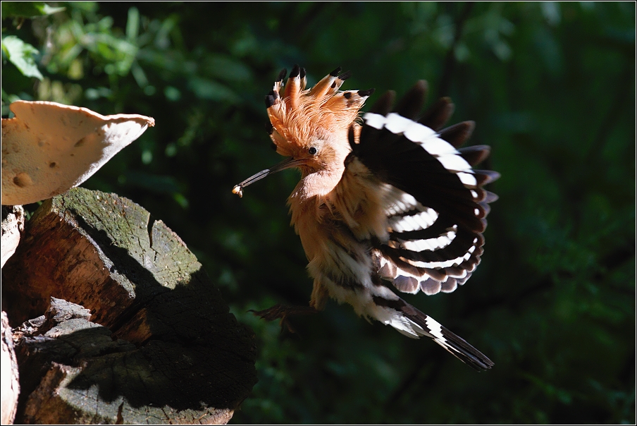 Dudek chocholatý  (Upupa epops )