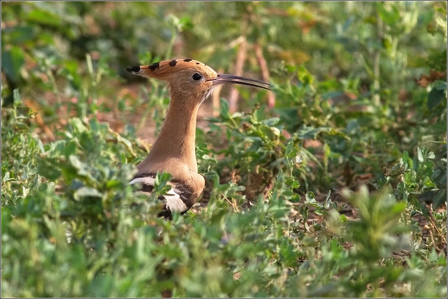 Dudek chocholatý  (Upupa epops )