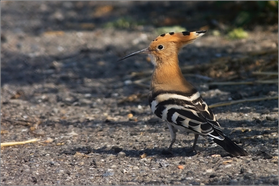 Dudek chocholatý  (Upupa epops )