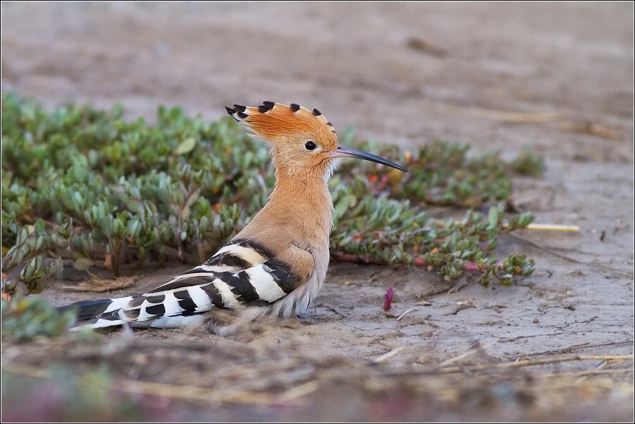 Dudek chocholatý  (Upupa epops )
