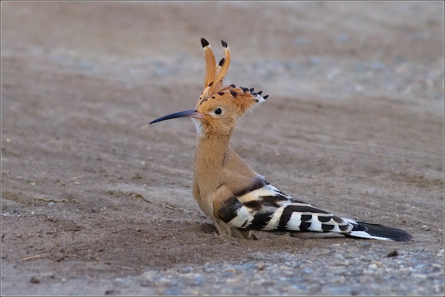Dudek chocholatý  (Upupa epops )