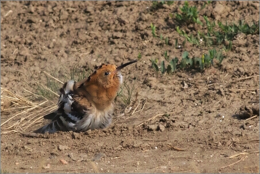 Dudek chocholatý  (Upupa epops )