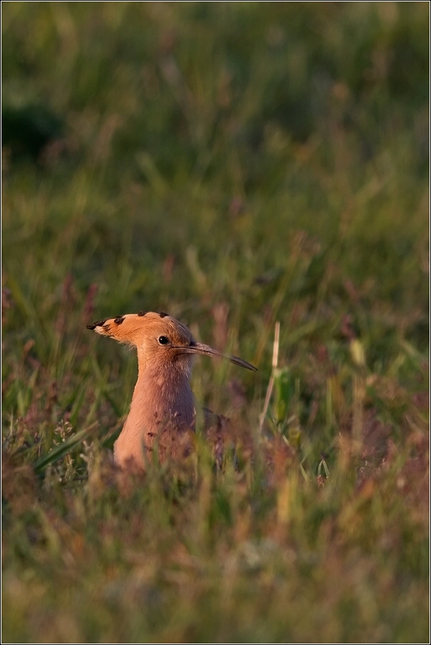 Dudek chocholatý  (Upupa epops )
